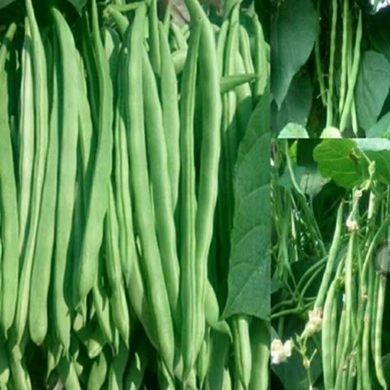 宁夏优选青佳22高产小金豆种子四季豆种子种植户大田种植