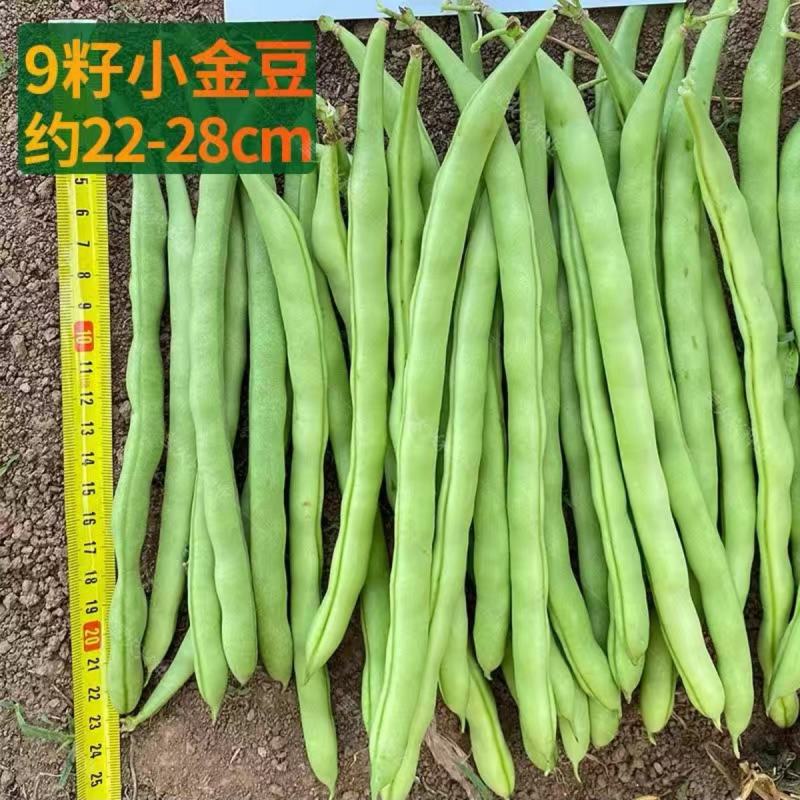 宁夏优选青佳22高产小金豆种子四季豆种子种植户大田种植