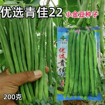 宁夏优选青佳22高产小金豆种子四季豆种子种植户大田种植