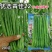 宁夏优选青佳22高产小金豆种子四季豆种子种植户大田种植