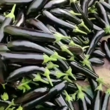 辽宁海城高温暖棚尖椒，青茄，紫裤，绿裤茄子大量上市