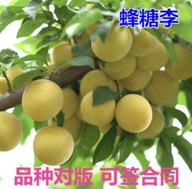 蜂糖李子苗嫁接果苗果大味甜现挖现发