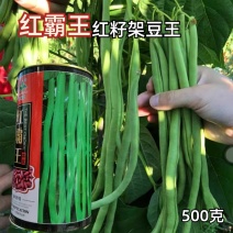 红霸王架豆王种子红玉架豆泰国无筋架豆王四季豆种子农户大田