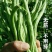 红霸王架豆王种子红玉架豆泰国无筋架豆王四季豆种子农户大田