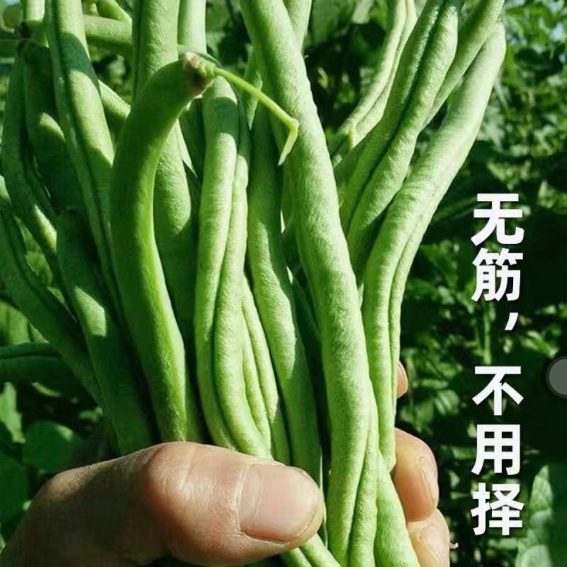 红霸王架豆王种子红玉架豆泰国无筋架豆王四季豆种子农户大田