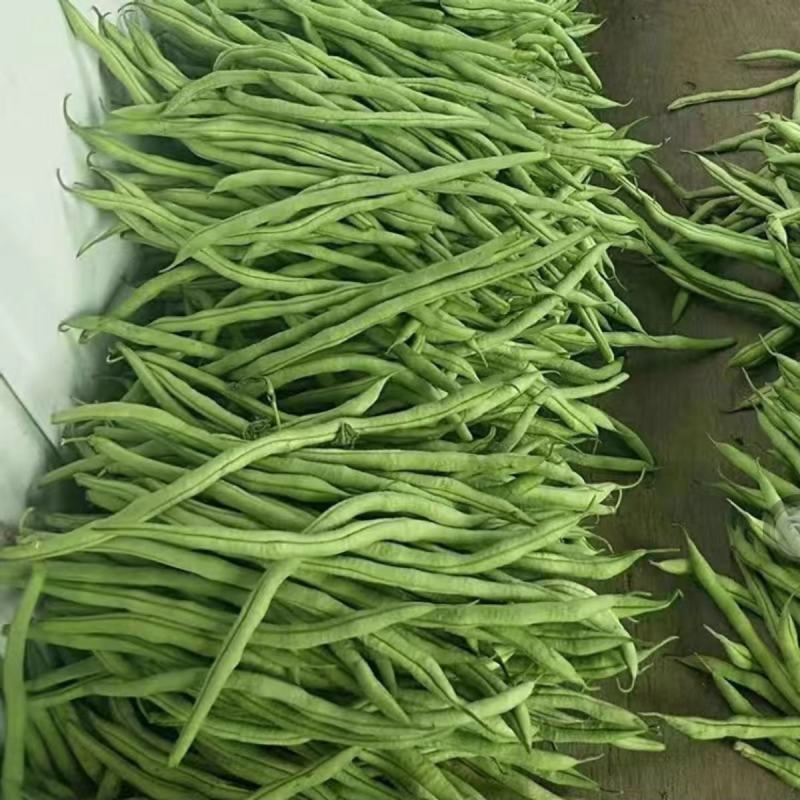 红霸王架豆王种子红玉架豆泰国无筋架豆王四季豆种子农户大田
