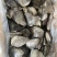 鲽鱼头系列