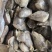鲽鱼头系列