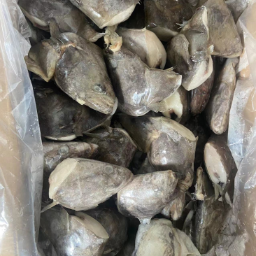 鲽鱼头系列