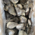 鲽鱼头系列
