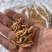 淡水小河虾，靓货少量有货。