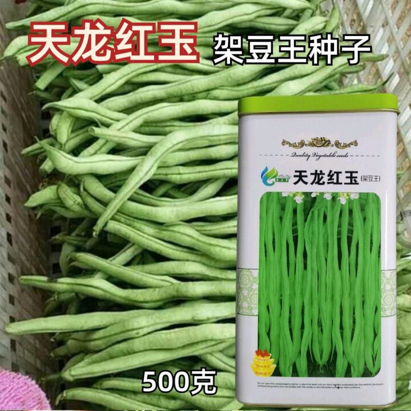 天龙红玉架豆王种子幕兰多四季豆种子无丝豆种籽种植户大田用