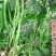 天龙红玉架豆王种子幕兰多四季豆种子无丝豆种籽种植户大田用