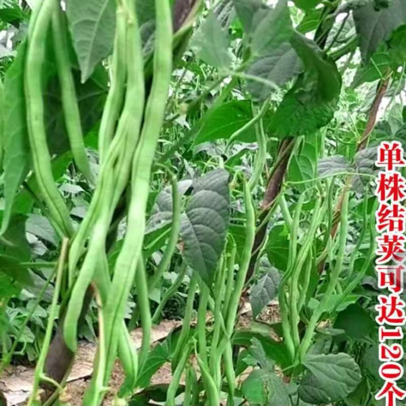 天龙红玉架豆王种子幕兰多四季豆种子无丝豆种籽种植户大田用