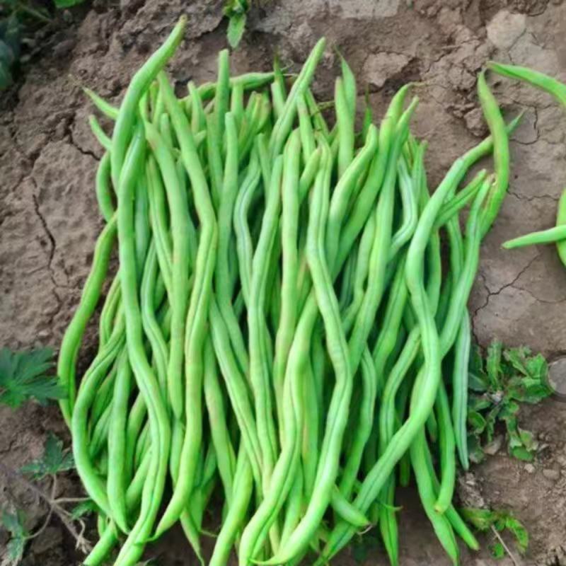 天龙红玉架豆王种子幕兰多四季豆种子无丝豆种籽种植户大田用