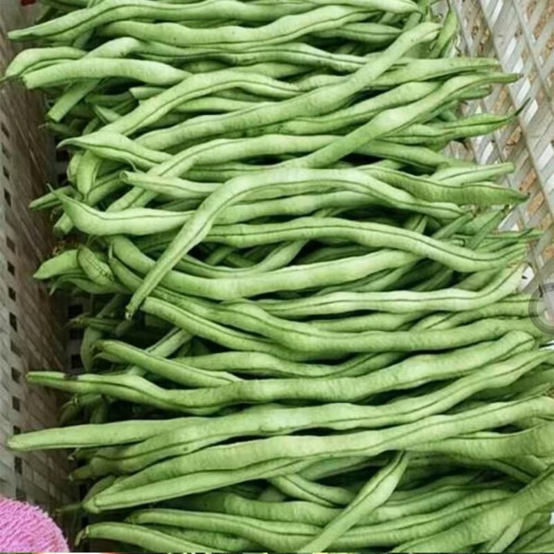 天龙红玉架豆王种子幕兰多四季豆种子无丝豆种籽种植户大田用