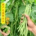 天龙红玉架豆王种子幕兰多四季豆种子无丝豆种籽种植户大田用