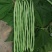 天龙红玉架豆王种子幕兰多四季豆种子无丝豆种籽种植户大田用
