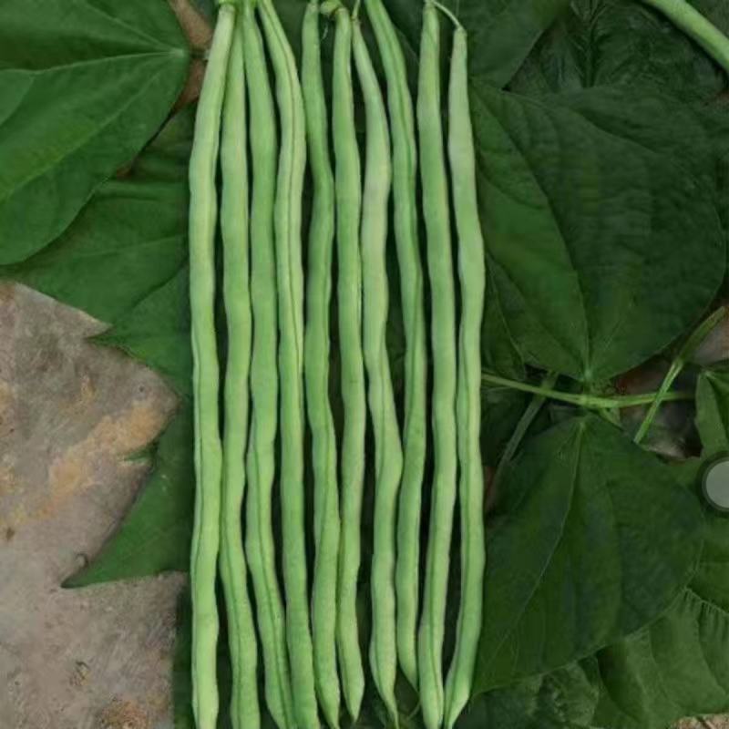 天龙红玉架豆王种子幕兰多四季豆种子无丝豆种籽种植户大田用