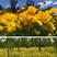大花金鸡菊种子多年生宿根纯黄色菊花种籽四季播种耐旱耐