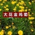 大花金鸡菊种子多年生宿根纯黄色菊花种籽四季播种耐旱耐