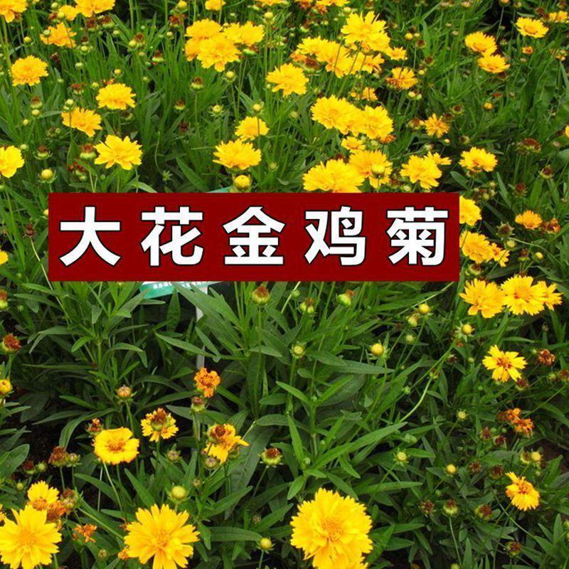 大花金鸡菊种子多年生宿根纯黄色菊花种籽四季播种耐旱耐