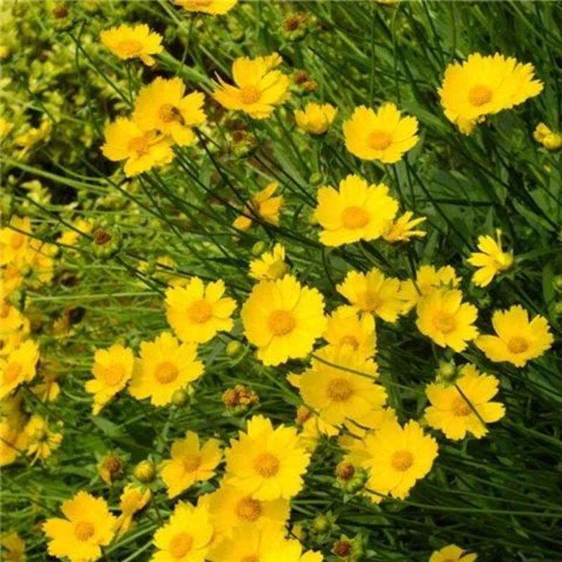 大花金鸡菊种子多年生宿根纯黄色菊花种籽四季播种耐旱耐