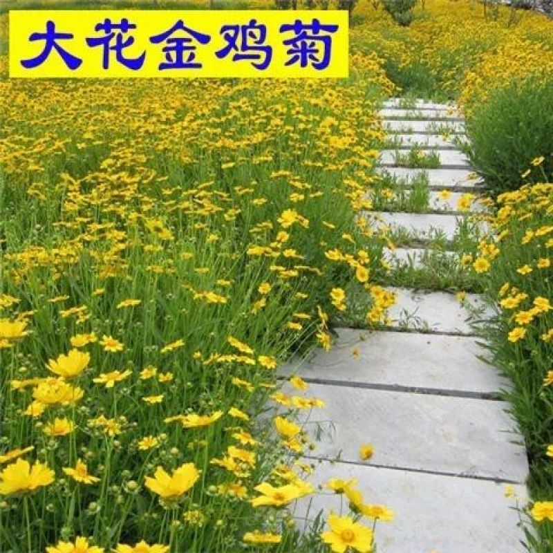 大花金鸡菊种子多年生宿根纯黄色菊花种籽四季播种耐旱耐