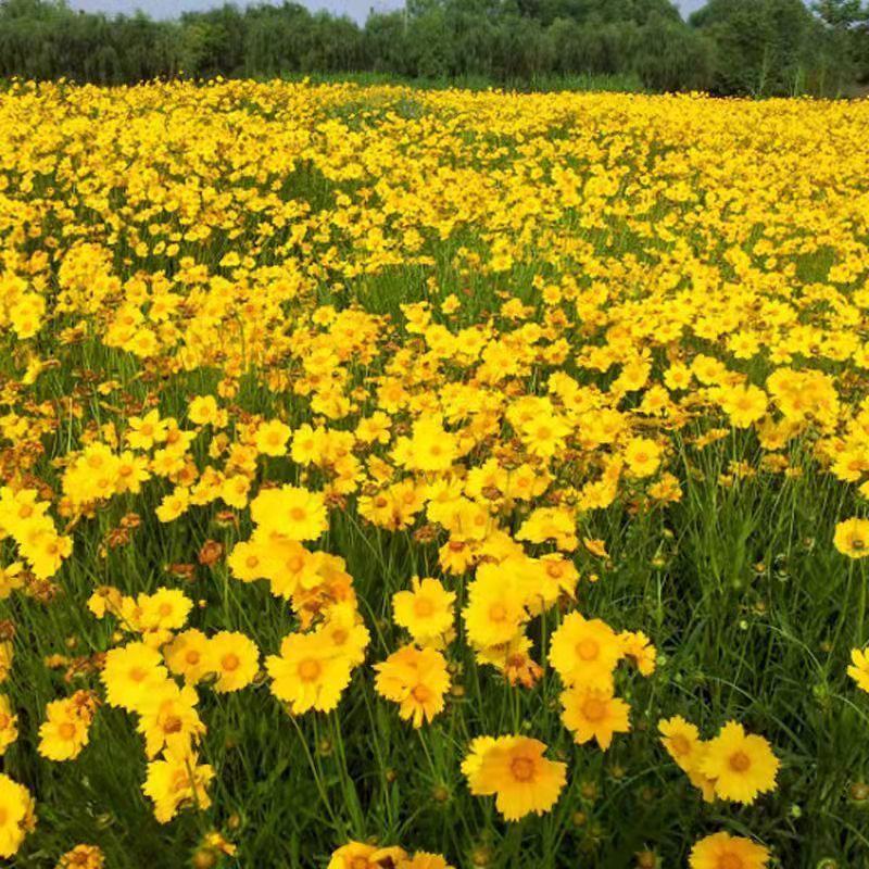 大花金鸡菊种子多年生宿根纯黄色菊花种籽四季播种耐旱耐
