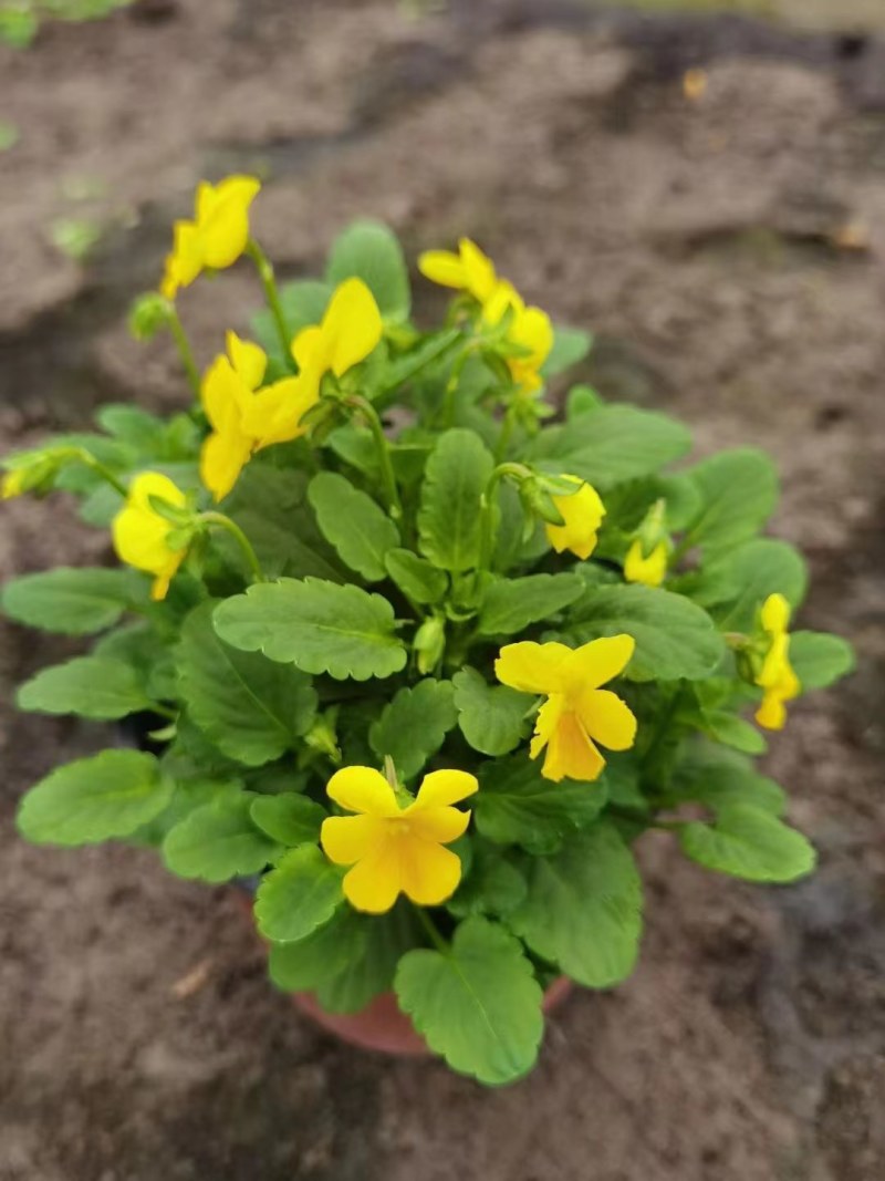 角堇双色杯杯苗，角堇成都基地货源，角堇实价格低，郫县角堇