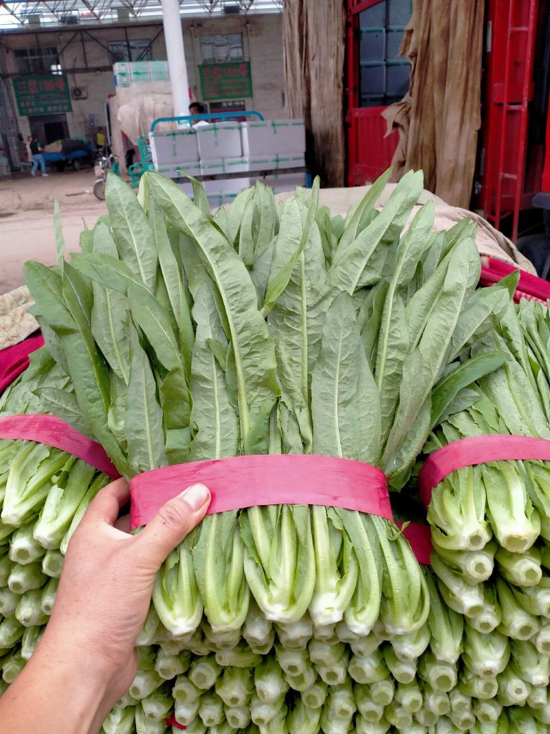 油麦，叶子绿，高30公分，根子均匀，支持各种包装发货