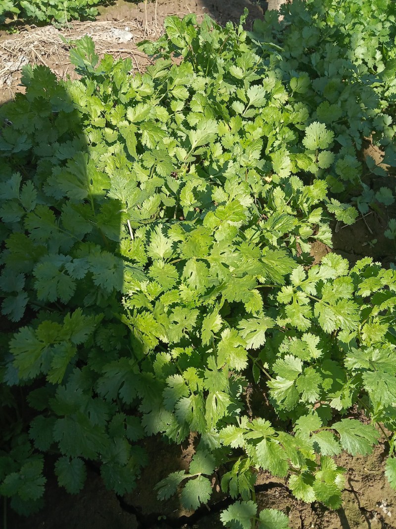 大叶香菜20厘米以下大量上市中，欢迎客商釆购！