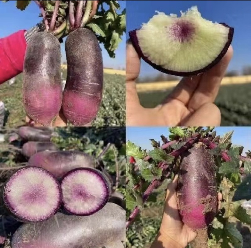 冰激凌萝卜，凤梨萝卜，红皮萝卜，冰糖心萝卜，青萝卜
