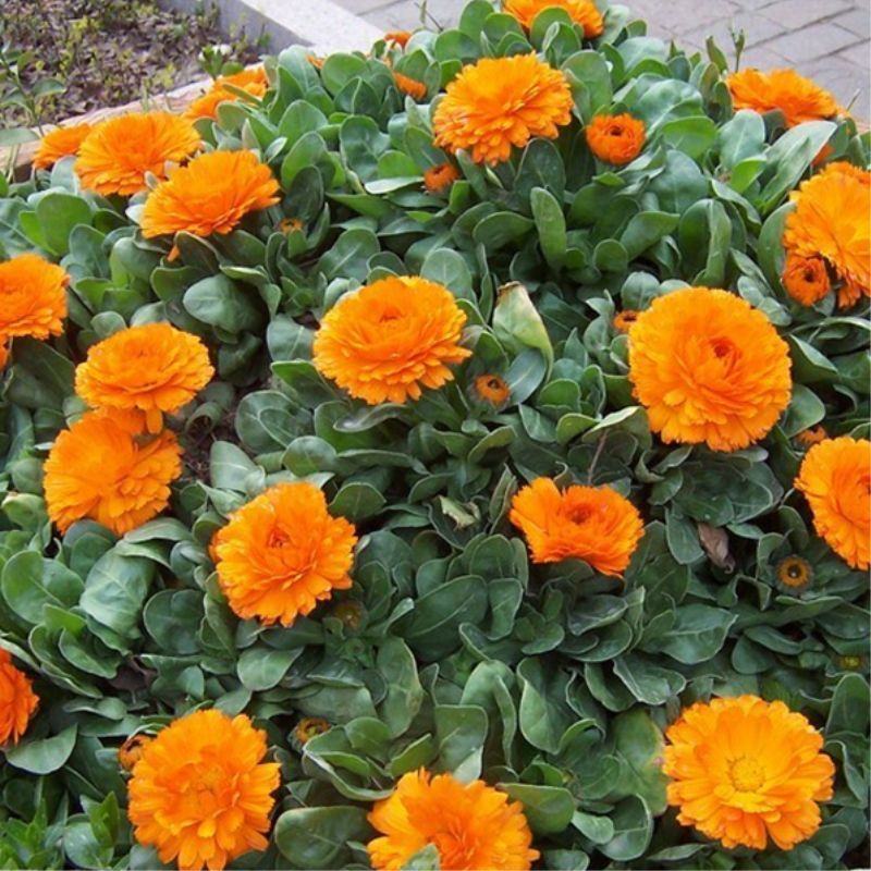 金盏菊种子，金盏花种子，四季易种花种子景观花海易种花卉