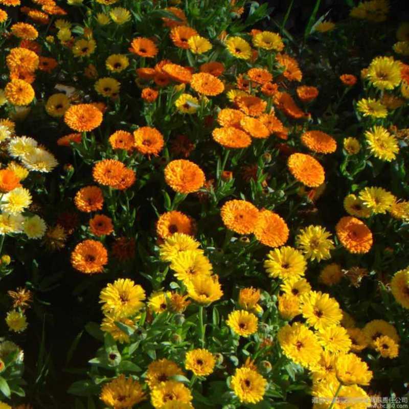 金盏菊种子，金盏花种子，四季易种花种子景观花海易种花卉