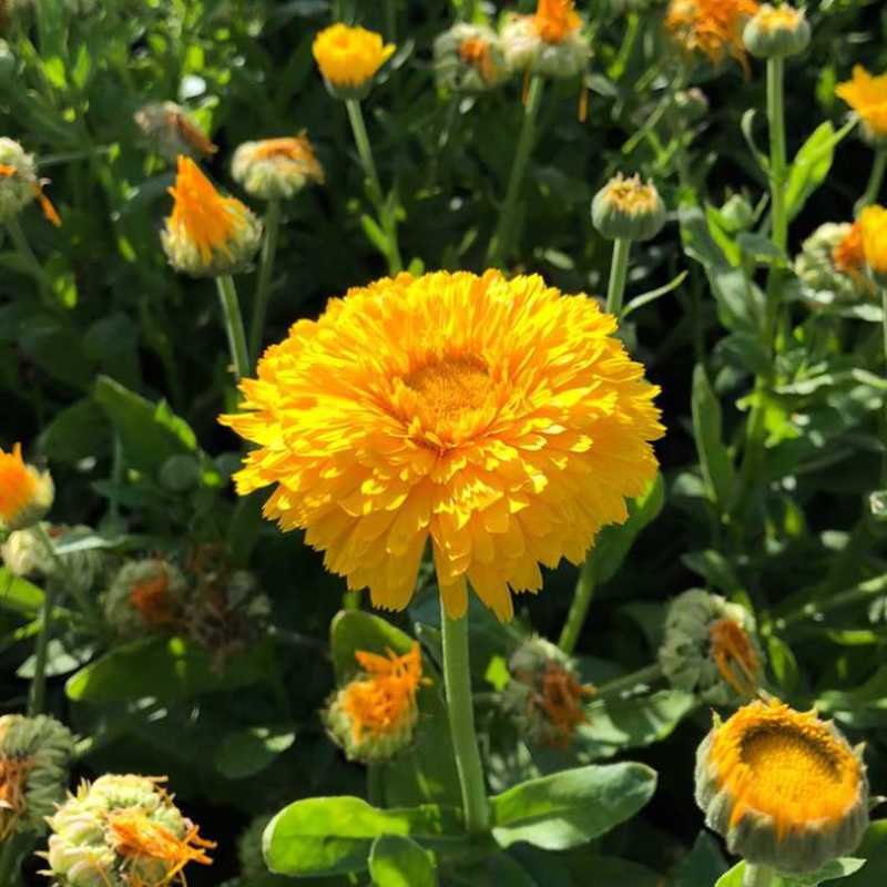 金盏菊种子，金盏花种子，四季易种花种子景观花海易种花卉