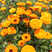 金盏菊种子，金盏花种子，四季易种花种子景观花海易种花卉