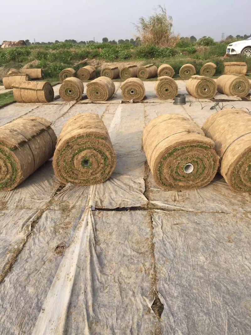 兰引三号草卷、台湾草卷、夏威夷草卷、大叶油草卷、马拉草卷，