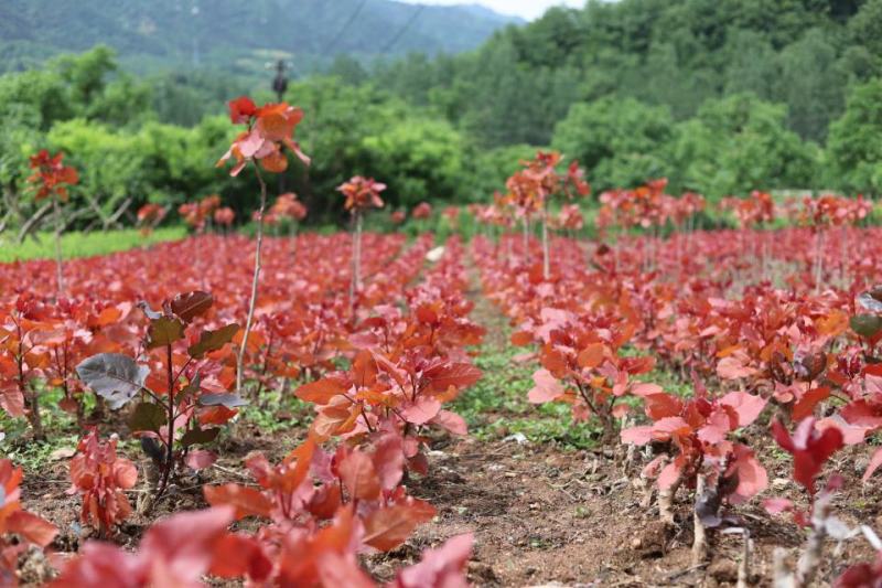 大量供应彩红杨，红叶杨，冠红杨，东方彩韵，千红杨