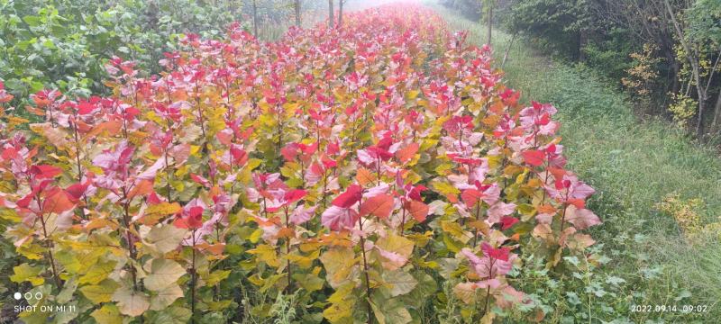 大量供应彩红杨，红叶杨，冠红杨，东方彩韵，千红杨