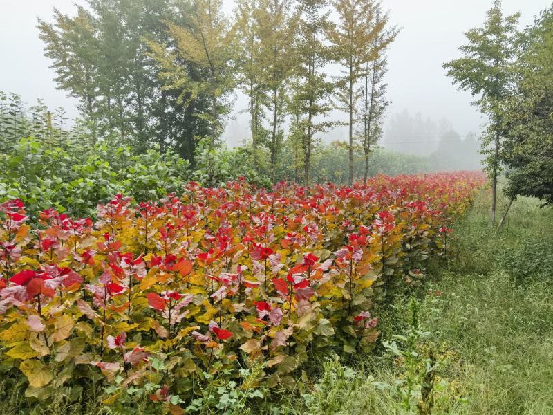 大量供应彩红杨，红叶杨，冠红杨，东方彩韵，千红杨