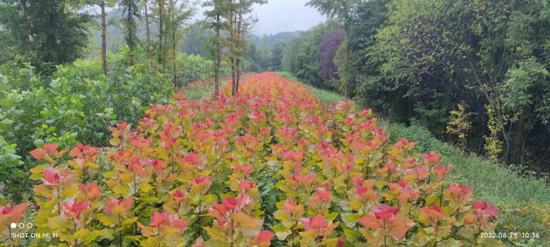 大量供应彩红杨，红叶杨，冠红杨，东方彩韵，千红杨