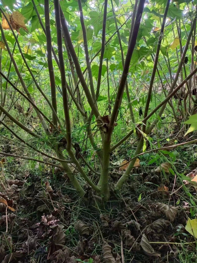 丛生木芙蓉高1-2.5米杯苗价格，丛生木芙蓉成都基地货源