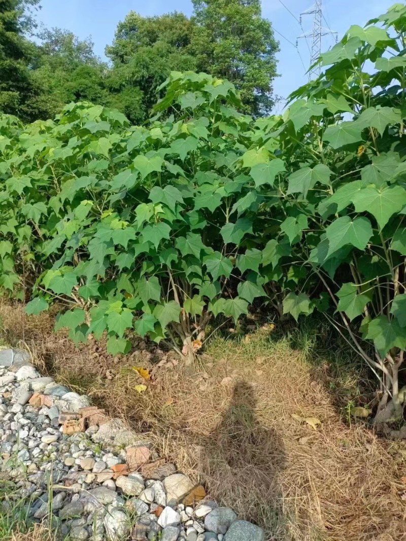丛生木芙蓉高1-2.5米杯苗价格，丛生木芙蓉成都基地货源