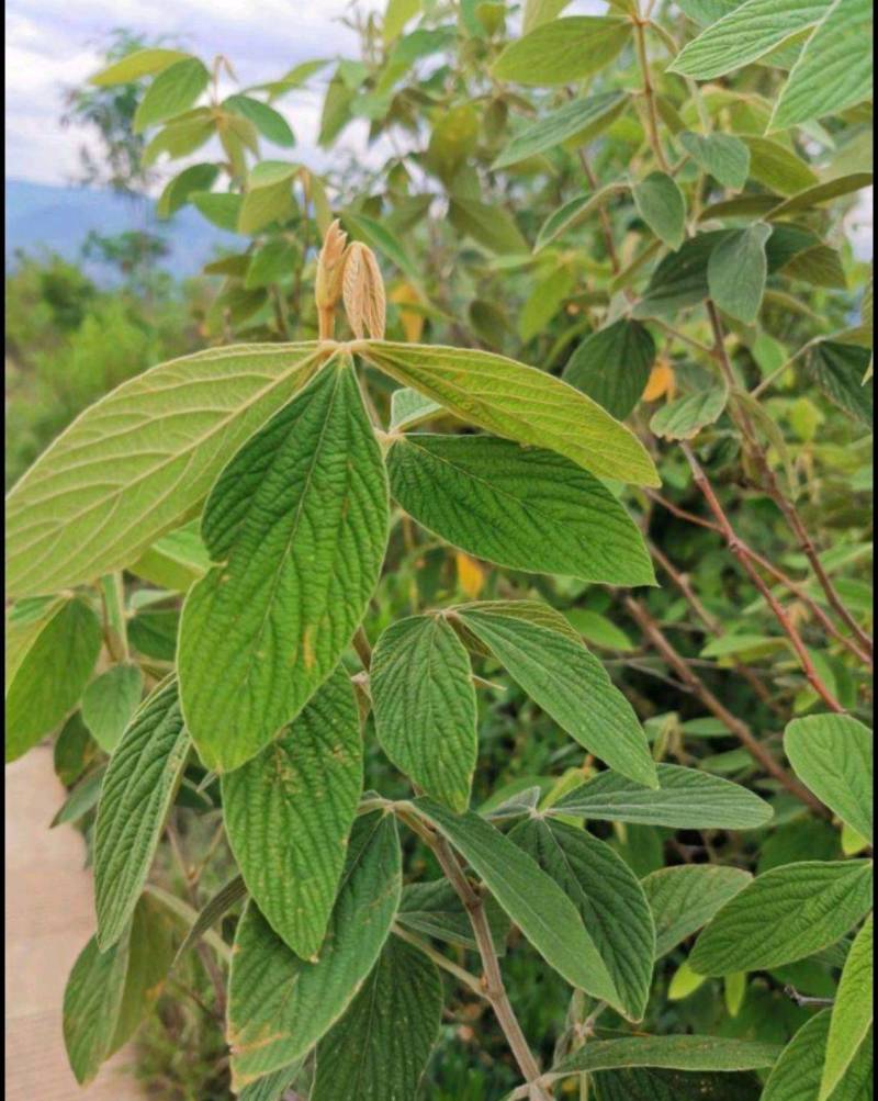 野生千斤拔大量出售