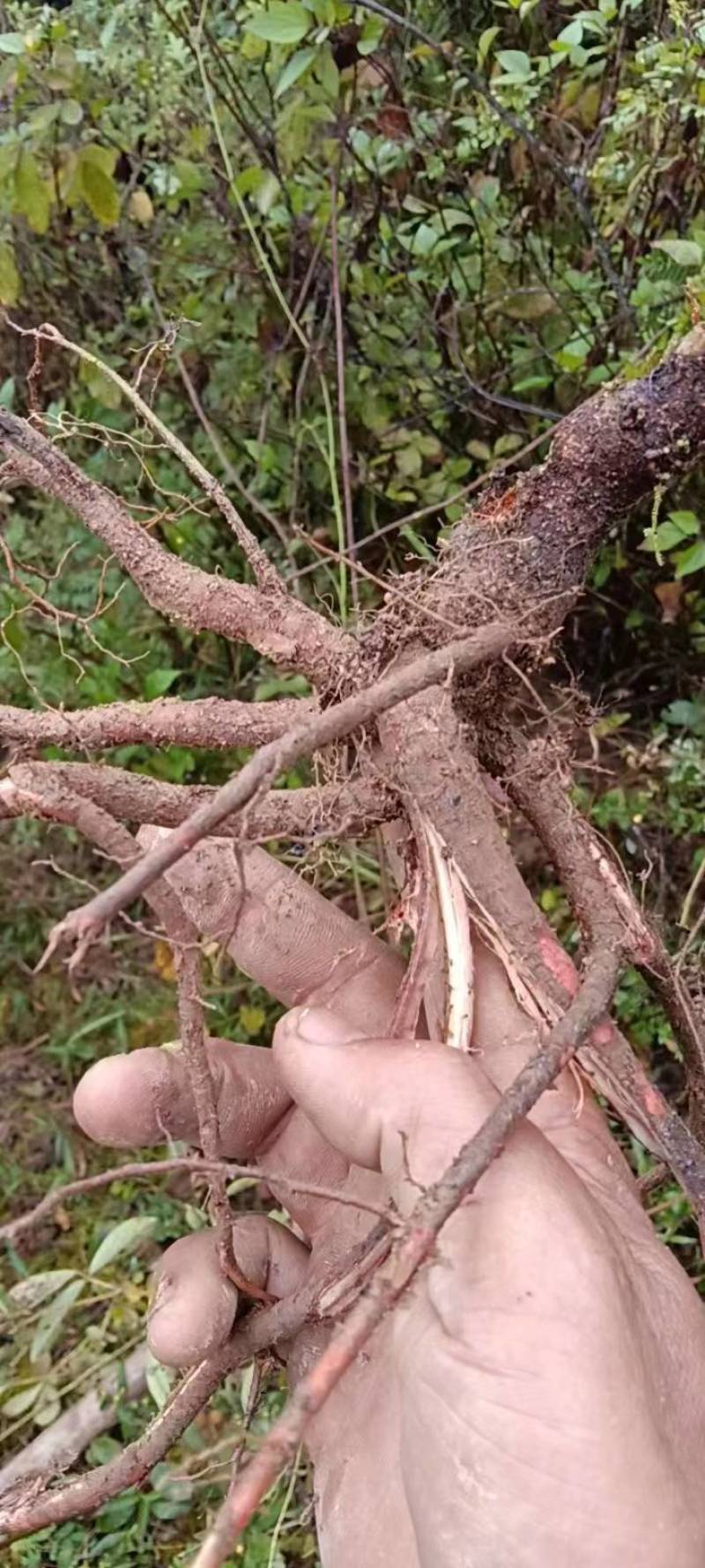 野生千斤拔大量出售