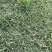 兰引三号草皮、台湾草皮、马尼拉草皮、夏威夷草皮、