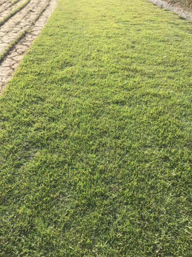 兰引三号草皮、台湾草皮、马尼拉草皮、夏威夷草皮、