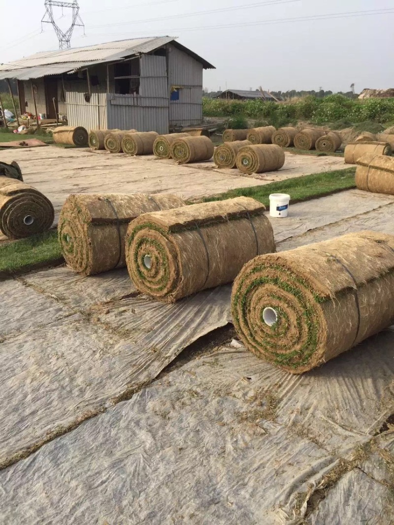兰引三号草皮、台湾草皮、马尼拉草皮、夏威夷草皮、