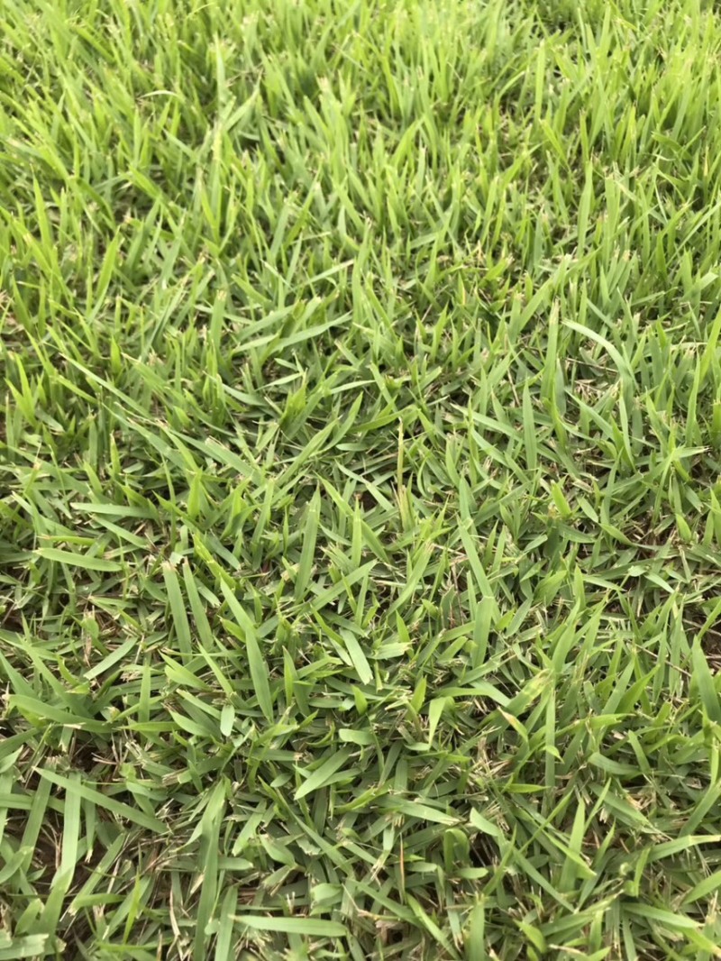 兰引三号草皮、台湾草皮、马尼拉草皮、夏威夷草皮、